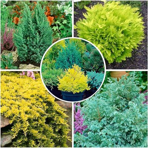 Amazon.co.uk: dwarf conifers