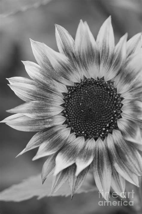 Black and White Sunflower Photograph by Brooke Roby - Fine Art America