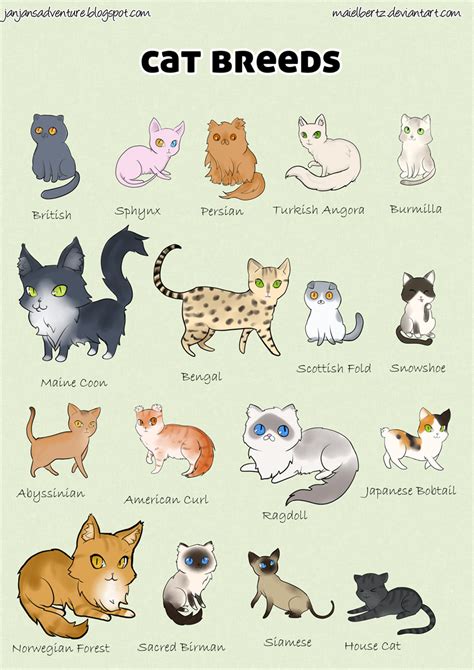 Cat breed poster by maielbertz on DeviantArt