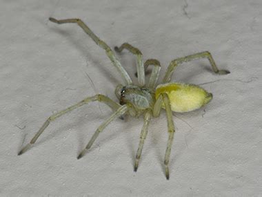 Are Yellow Sac Spiders Dangerous? | Spiders In Illinois & Iowa