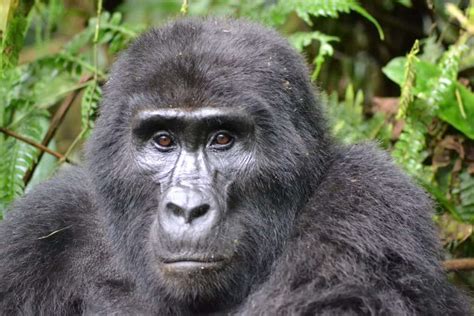 12 Mountain Gorilla Facts - Habitat, Diet, Population & More | Facts.net