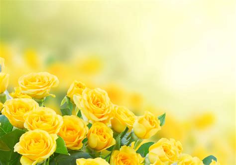 Yellow Rose Gardening - Gardening, Gardening, Garden, Gardener