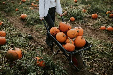 These Pumpkin Patches and Farms Offer Fall Fun in Delaware