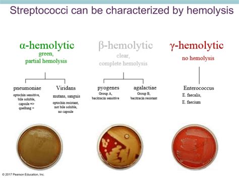 Lecture 7 - Group A Strep 1a