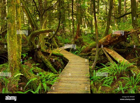 A path through lush rainforest in Pacific Rim National Park Reserve on ...