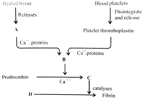 Identify the components labelled (A-D) in the given flow chart of the ...