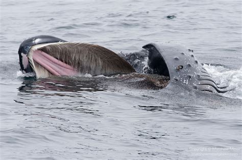 humpback-whale-feeding-krill-016973.jpg | Matthew Meier Photography