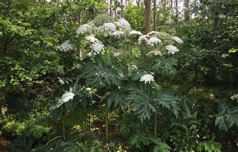 Giant Hogweed Identification