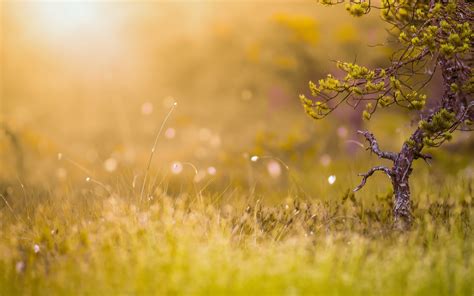 Bokeh Nature Background Wallpaper 07706 - Baltana