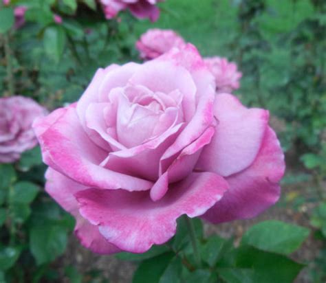 Raleigh Rose Garden - Variegated Roses - The Gardening Cook