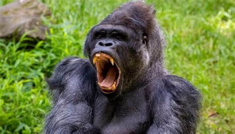 Are Gorillas Dangerous? Do Gorillas Attack Humans?