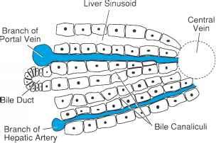 Bile Secretion And Gall Bladder Function - Action Potential