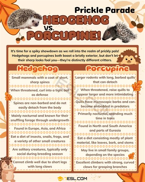 Hedgehog vs. Porcupine: What's the Difference Between Hedgehog and Porcupine? • 7ESL