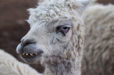 2010/365/2 A Face Only a Llama Mother Could Love | Interesti… | Flickr