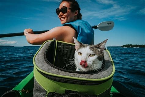 A Complete Guide to Training and Raising an Adventure Cat