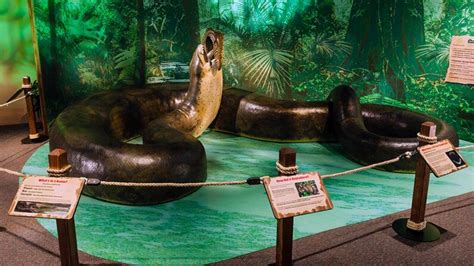 The Massive Titanoboa Snake Once Ruled the Colombian Rainforest | HowStuffWorks