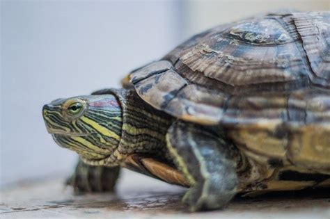 Terrapin vs Turtle: The Differences Explained | Pet Keen