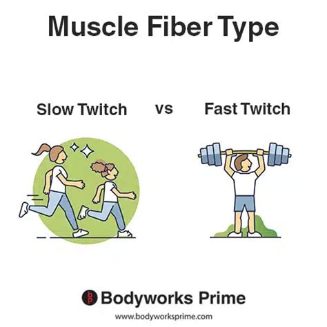 Muscle Fiber Types Explained - Bodyworks Prime