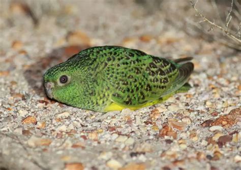 ‘Extinct’ night parrot spotted alive for the first time in 100 years