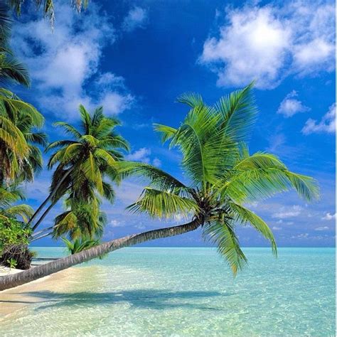 Tropical Palm Trees Pictures, Photos, and Images for Facebook, Tumblr, Pinterest, and Twitter