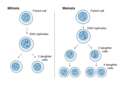 Genetic Variation - Advanced | CK-12 Foundation