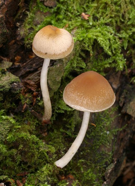 Psathyrella candolleana s.l. (Křehutka Candolleova)