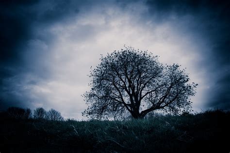 The Lightning Tree (Explored) | Beautiful nature, Tree, Lightning