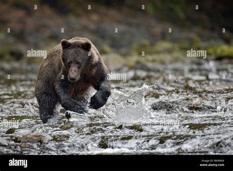 USA Alaska Freshwater Bay Brown Grizzly Bear fishing for Sockeye Salmon ...