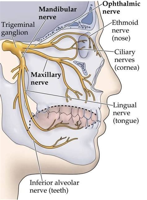 150 best images about Dental Anatomy on Pinterest | The tongue, Human ...