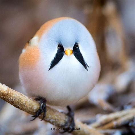 30 very beautiful birds and super cute shapes in nature make everyone ...