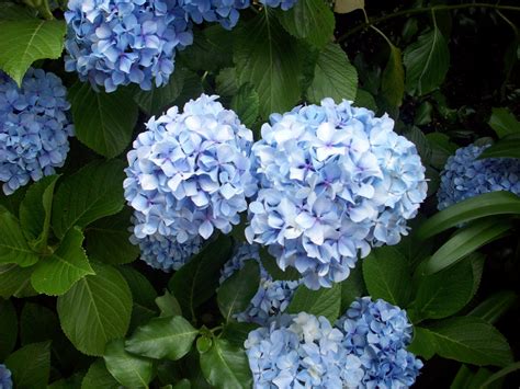 Hydrangea Plant In Flower Free Stock Photo - Public Domain Pictures