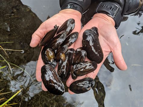 Part 2: Emilie Blevins Meets Oregon’s Freshwater Mussels - The Corvallis Advocate