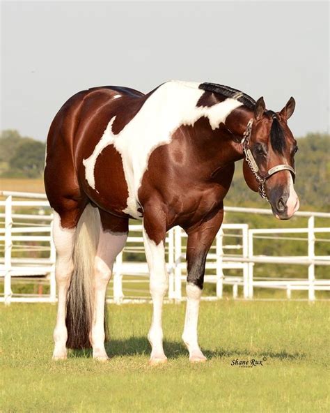 Tobiano Paint Horse Pictures – Warehouse of Ideas