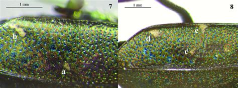, 8. The elytral maculations (left elytron). 7 Kosempo form lacks any... | Download Scientific ...