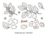 517 Jujube Drawing 免版税图片、库存照片和图像  Shutterstock sketch template