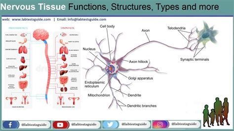 nervous tissue anatomy Archives - Lab Tests Guide