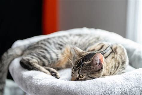 Kidney Disease in Cats Treatment Plan | Great Pet Care