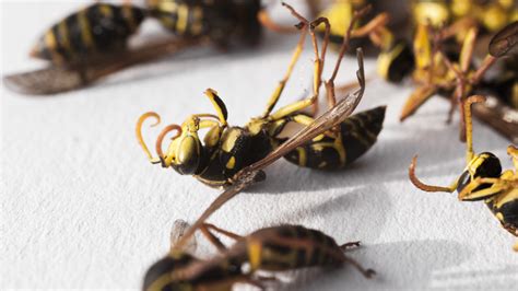 The Right Time To Spray A Wasp Nest On Your Property