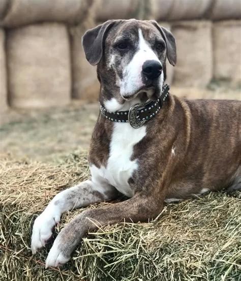 Catahoula Bulldog: History, Temperament, Care, Training, Diet