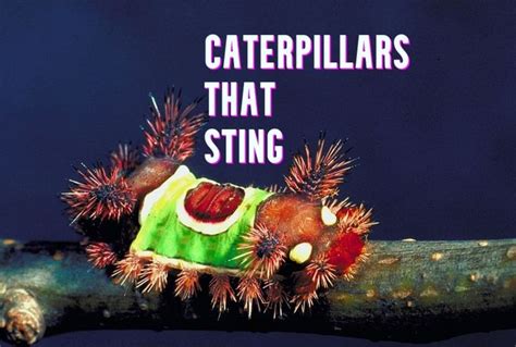 Stinging Caterpillar Identification and Guide in 2021 | Caterpillar, Sting