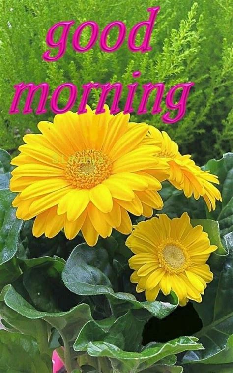 Good Morning Images Yellow Flowers - wisdom good morning quotes