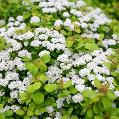 Spirea Varieties: 13 Common & Rare Types Of Spirea | The Home Tome