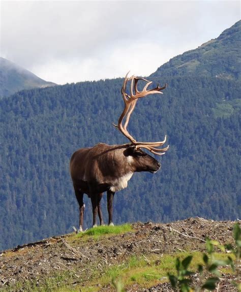 Wildlife Tour From Anchorage - Anchorage | Project Expedition