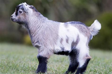 Carlow farm selling adorable pet pygmy goats for as little as €100 ...