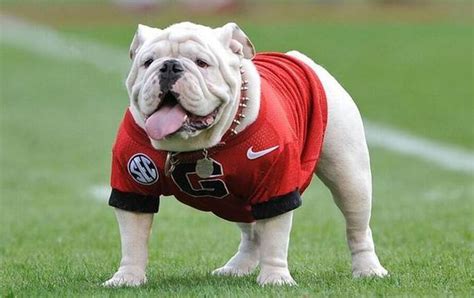 PETA calls for University of Georgia to dump ‘miserable’ bulldog mascot - al.com