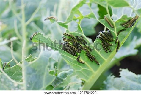 Caterpillars Cabbage Butterfly Larvae Eat Leaves Stock Photo 1906704220 ...