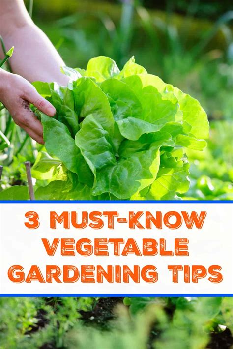 3 Must-Know Vegetable Gardening Tips - Saving Dollars & Sense