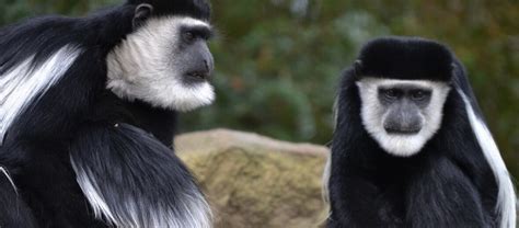 The Colobus Monkey | Critter Science