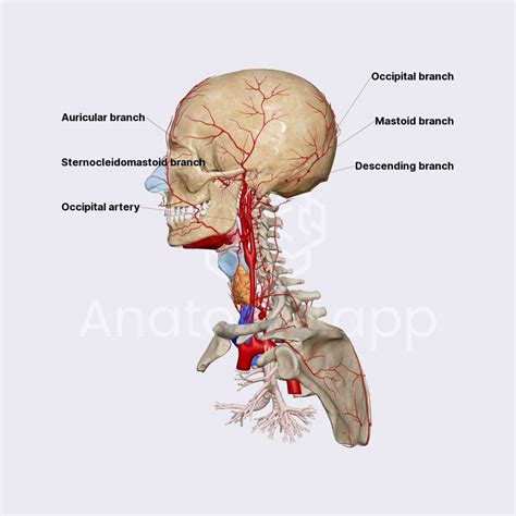 Occipital Artery And Nerve