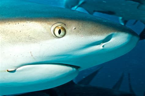 Grey reef shark eye 120 - Version 3 | Grey reef shark eye | Stephen Bateman1 | Flickr